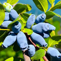 Жимолость съедобная Аврора (Lonicera caerulea Aurora), H15-20  P9