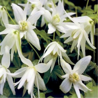 Клематис альпийский Уайт Свон (Clematis alpina White Swan), D9