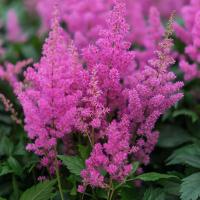 Астильба японская Майнз (Astilbe japonica Mainz), C2-C3