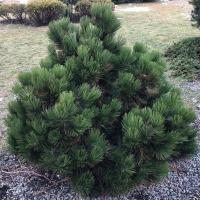 Сосна белокорая Малинки (Pinus albicaulis Malinki), H25-30  С3,7
