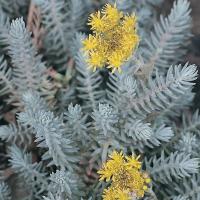 Очиток отогнутый Блу Спрус (Sedum reflexum Blue Spruce), C2  H20-25