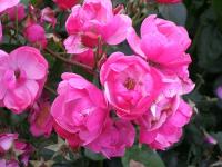 Роза флорибунда Ангела (Rose floribunda Angela), C4