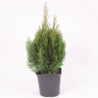 Туя западная Мики (Thuja occidentalis Miky), H40-50  C3