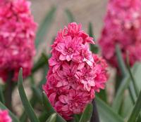 Гиацинт махровый Холлихок (Hyacinthus Hollyhock)