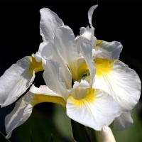 Ирис сибирский Сноу Квин (Iris sibiricaSnow Queen), С2-С3