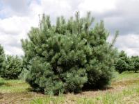 Сосна обыкновенная Ватерери (Pinus sylvestris Watereri), H80-90; C80