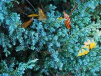 Можжевельник китайский Блю Альпс (Juniperus chinensis Blue Alps), H70-80  C 7,5