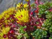 Очиток ложный орегонский (Sedum oreganum), P9