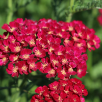 Тысячелистник парковый Тутти Фрутти Помегранат (Achillea Tutti Frutti Pomegranate), C2-C3