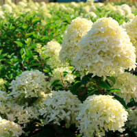 Гортензия Вайт Лайт (Hydrangea White Light), H25-30  C3