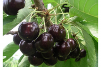 Вишня черная Россошанская (Chernaya Prunus cerasus Rossoshanskaya)