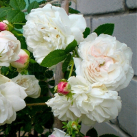 Роза плетистая Мадамм Плантье