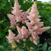 Астильба Арендса Сестра Тереза (Astilbe Arendsii Sister Theresa), С2-С3