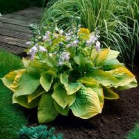 Хоста гибридная Август Мун (Hosta hybride August Moon), С2-С3