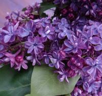 Сирень обыкновенная Виолетта (Syringa vulgaris Violetta), C3