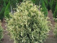 Туя западная Уайт Смарагд (Thuja occidentalis White Smaragd), H25-30  C2