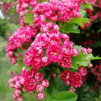 Боярышник Пауль Скарлет (Crataegus laevigata Paul's Scarlet)