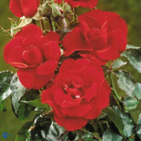 Роза флорибунда Ханс Кристиан Андерсен (Rose floribunda Hans Christian Andersen), C4