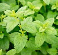 Мята Лемон (Mentha Lemon), C2