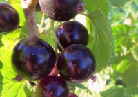 Смородина черная Биг Бен (Ribes nigrum Big Ben), ПЭТ
