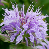 Монарда гибридная Блю Мун (Monarda hybrid Blue Moon), C1.5