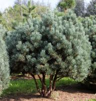 Сосна обыкновенная Ватерери (Pinus sylvestris Watereri), H-30-40; V-3 ltr