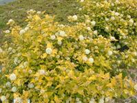 Пузыреплодник калинолистный Дартс Голд (Physocarpus opulifolius Darts Gold), H40-60  С3