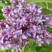 Сирень обыкновенная Надежда (Syringa vulgaris Nadezhda), C3