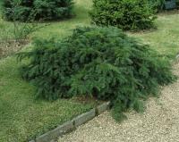 Тис ягодный Репанденс (Taxus baccata Repandens), H20-25  C2