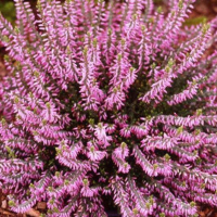 Каллуна обыкновенная Хильда (Calluna vulgaris Hilda