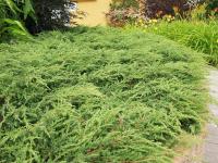Можжевельник обыкновенный Репанда (Juniperus communis Repanda), H40-60  C2