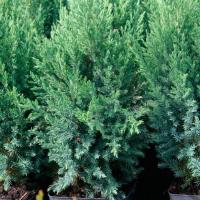 Можжевельник китайский Стрикта (Juniperus chinensis Stricta),  H80-100  C7,5