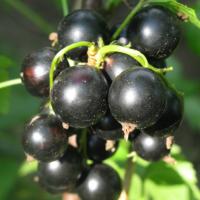 Смородина черная Волшебница (Ribes nigrum Volshebnica)
