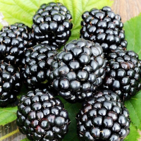 Ежевика Трипл Краун (Rubus fruticosus Triple Crown), H20-40  С3