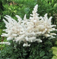 Астильба Арендса Классик Рок (Astilbe arendsii Classic Rock), С2-С3