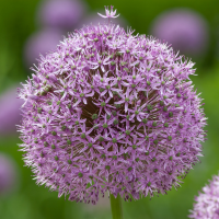 Аллиум Гладиатор (Allium Gladiator)