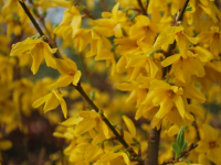 Форзиция средняя Линвуд (forsythia intermedia Linwood), C3