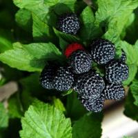 Малина ремонтантная Блэк Джевел (Rubus Black Javel), H20-30  ПЭТ