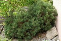 Сосна горная Пикобелло (Pinus mugo Picobello), H20-25  C5