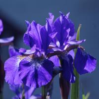 Ирис сибирский Блю Кинг (Iris sibirica Blue King), С2-С3