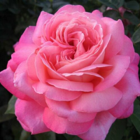 Роза чайногибридная Чикаго Пис (Rose hybrid tea Chicago Peace), C4