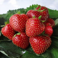 Земляника садовая Кент (Fragaria ananassa Kent)