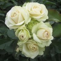 Роза флорибунда Лавли Грин (Rose floribunda Lovely Green), C4