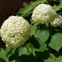 Гортензия Уайт Болл (Hydrangea White Ball), H15-20  P9