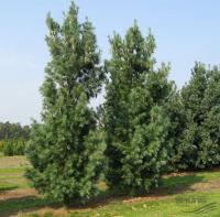 Сосна веймутова Денса Хилл (Pinus strobus Densa Hill), H60-80  С10