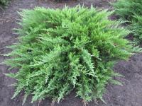 Можжевельник казацкий Тамарисцифолия (Juniperus sabina Tamariscifolia), H20-30  С3