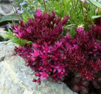 Очиток ложный Вуду (Sedum spurium Voodo)