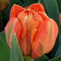 Тюльпан махровый ранний Лоренцо (Tulip Lorenzo), 127