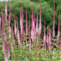 Вероникаструм виргинский Эрика (Veronicastrum virginicum Erica), C2-C3