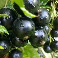 Смородина черная Добрыня (Ribes nigrum Dobrinya)